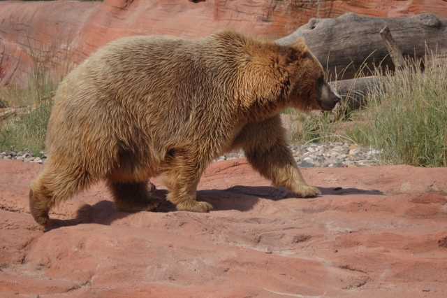 Bear Country USA